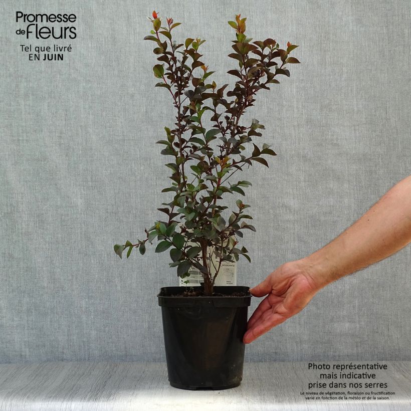 Esemplare di Lagerstroemia Black Solitaire Shell Pink - Mirto crespo Vaso da 3L/4L consegnato in estate