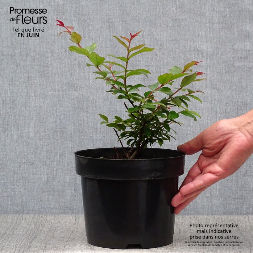 Esemplare di Lagerstroemia Coral Magic - Mirto crespo Vaso da 2L/3L consegnato in estate