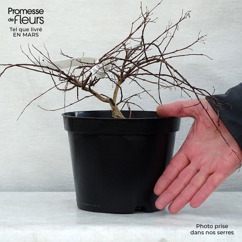 Lagerstroemia Cordon Bleu - Mirto crespo Vaso da 3L/4L esemplare consegnato in primavera
