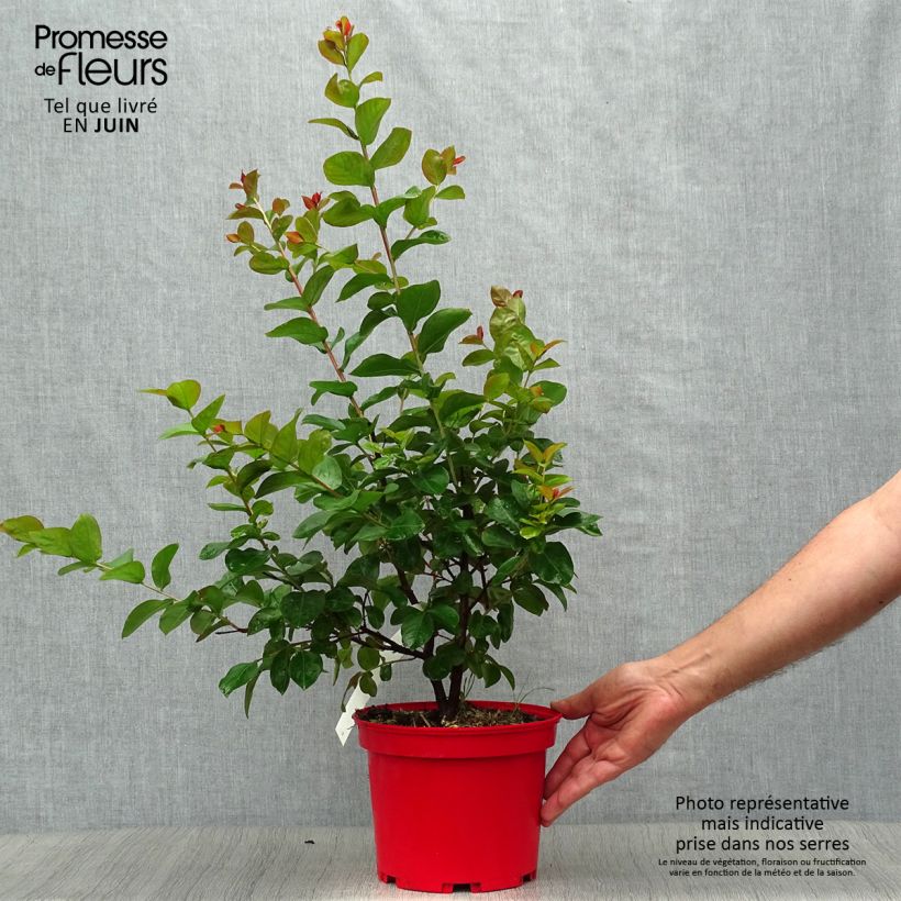 Esemplare di Lagerstroemia Dynamite - Mirto crespo Vaso da 3L/4L consegnato in estate