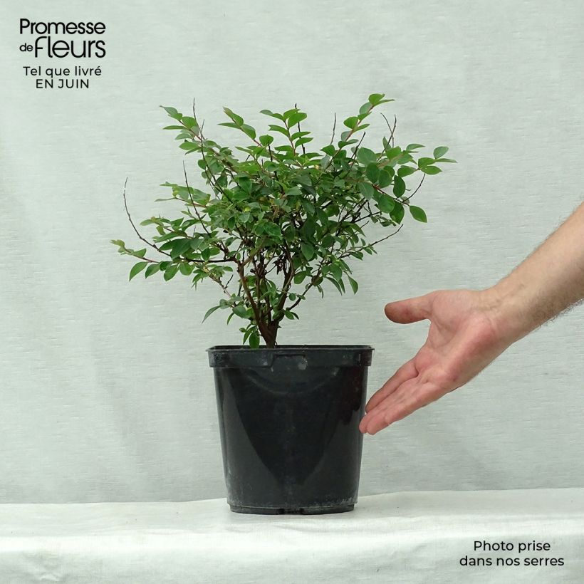 Esemplare di Lagerstroemia Fuchsia d'Eté Indyfus - Mirto crespo Vaso da 4L/5L consegnato in estate