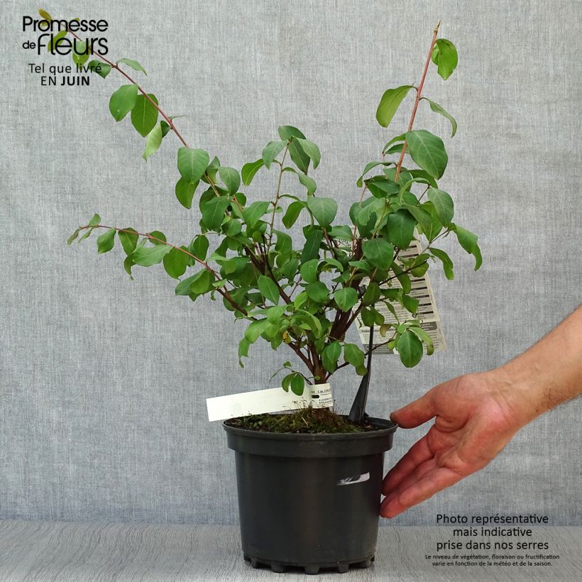 Esemplare di Lagerstroemia Grand Cru - Mirto crespo Vaso da 3L/4L consegnato in estate