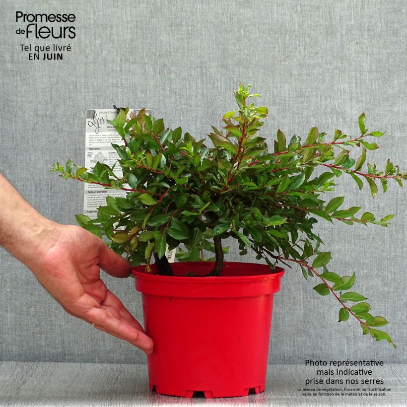 Esemplare di Lagerstroemia Houston - Mirto crespo Vaso da 3L/4L consegnato in estate