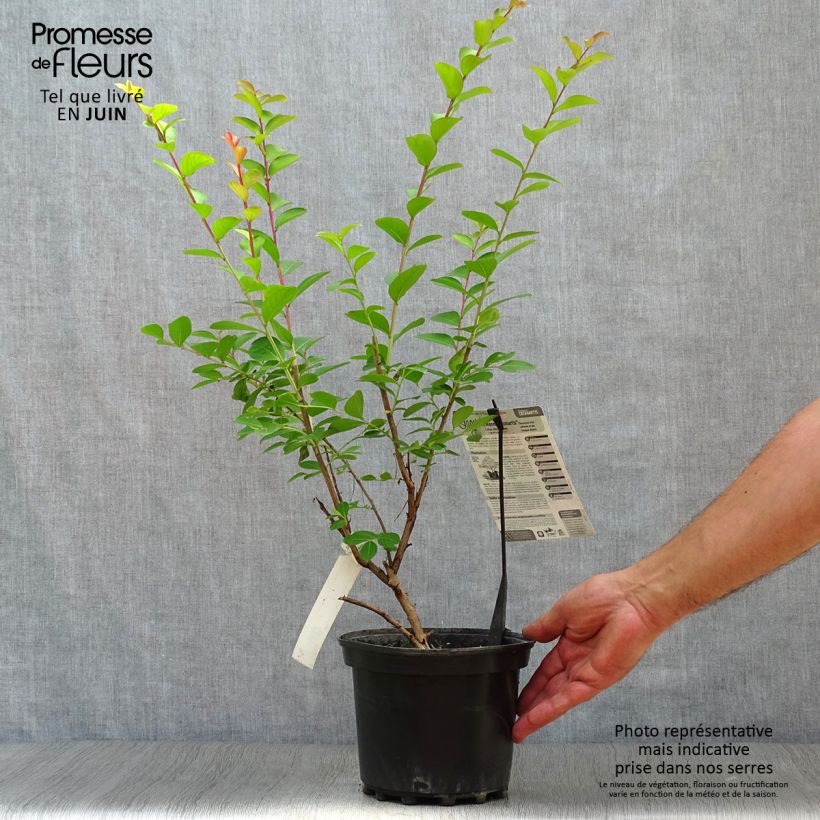 Esemplare di Lagerstroemia Jeanne Desmartis - Mirto crespo Vaso da 3L/4L consegnato in estate