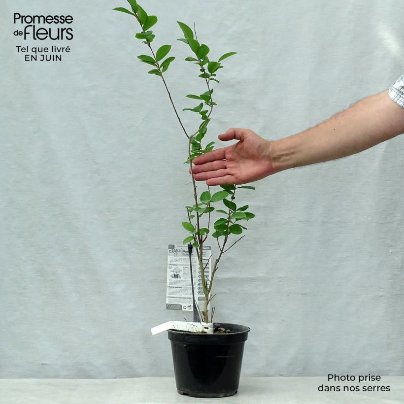 Esemplare di Lagerstroemia Margaux - Mirto crespo Vaso da 3L/4L consegnato in estate