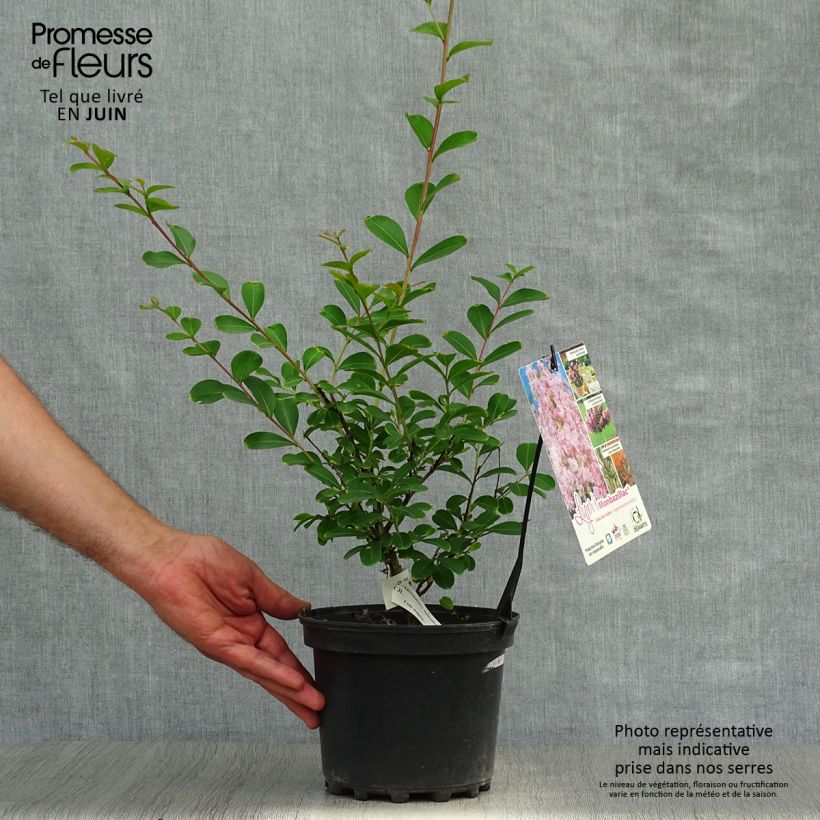 Esemplare di Lagerstroemia Monbazillac - Mirto crespo Vaso da 3L/4L consegnato in estate