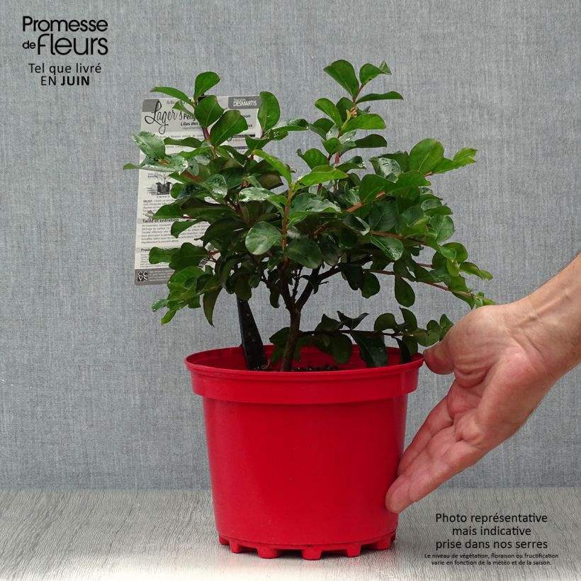 Esemplare di Lagerstroemia Périgord Pourpre - Mirto crespo Vaso da 3L/4L consegnato in estate