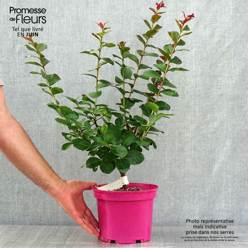 Esemplare di Lagerstroemia Pink Velours - Mirto crespo Vaso da 3L/4L consegnato in estate
