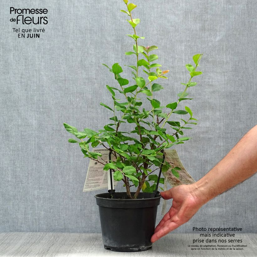 Esemplare di Lagerstroemia Rose Fuchsia - Mirto crespo Vaso da 3L/4L consegnato in estate