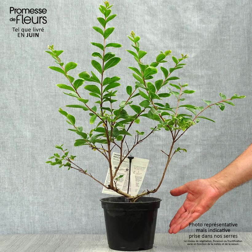 Esemplare di Lagerstroemia Rose Indien - Mirto crespo Vaso da 3L/4L consegnato in estate