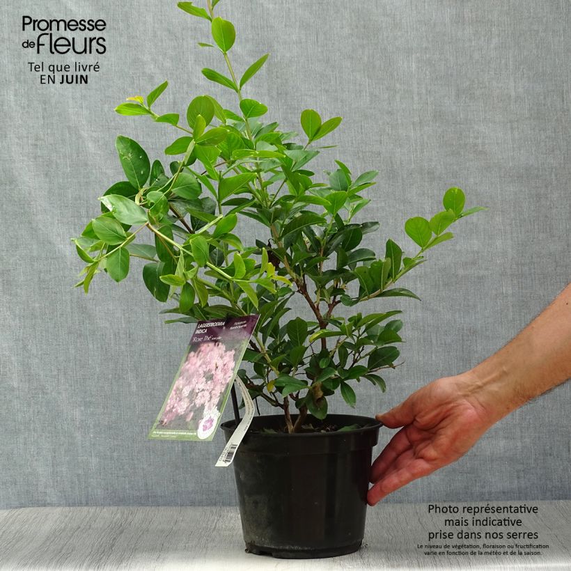 Esemplare di Lagerstroemia Rose Thé - Mirto crespo Vaso da 3L/4L consegnato in estate