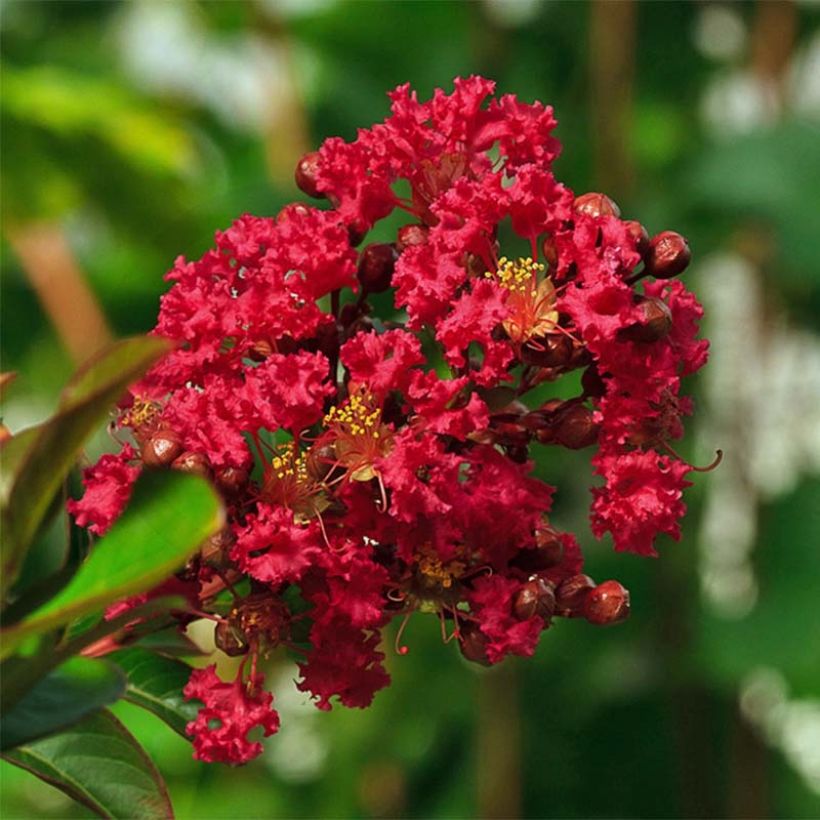 Lagerstroemia Rouge Nain - Mirto crespo (Fioritura)