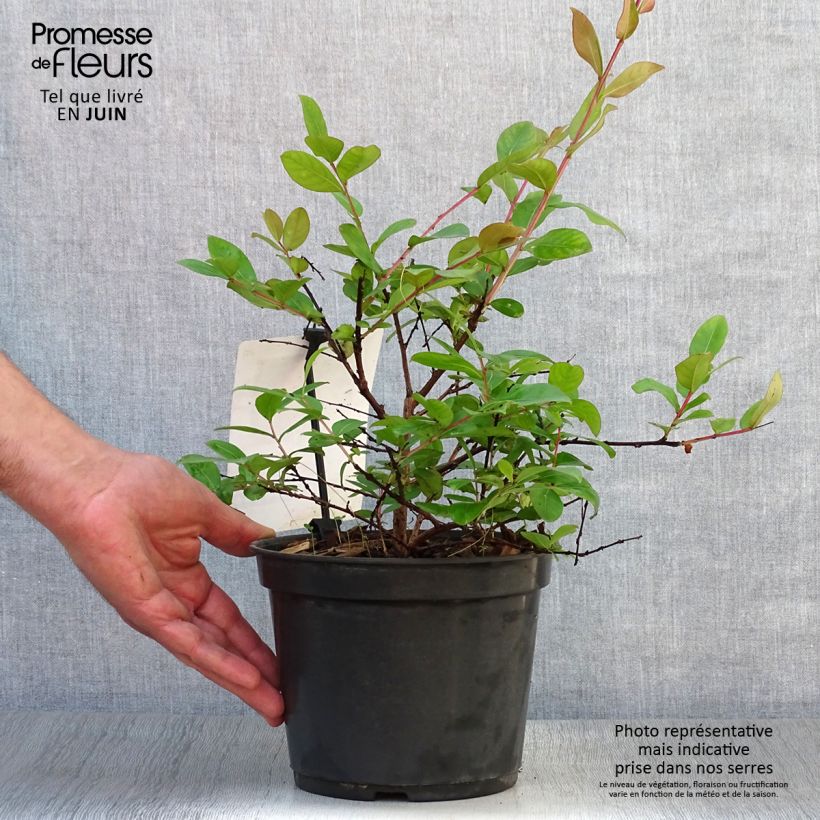 Esemplare di Lagerstroemia Rouge Nain - Mirto crespo Vaso da 2L/3L consegnato in estate