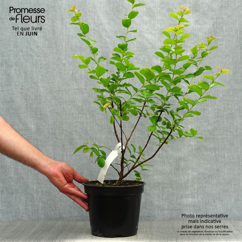 Esemplare di Lagerstroemia Rubra - Mirto crespo Vaso da 2L/3L consegnato in estate