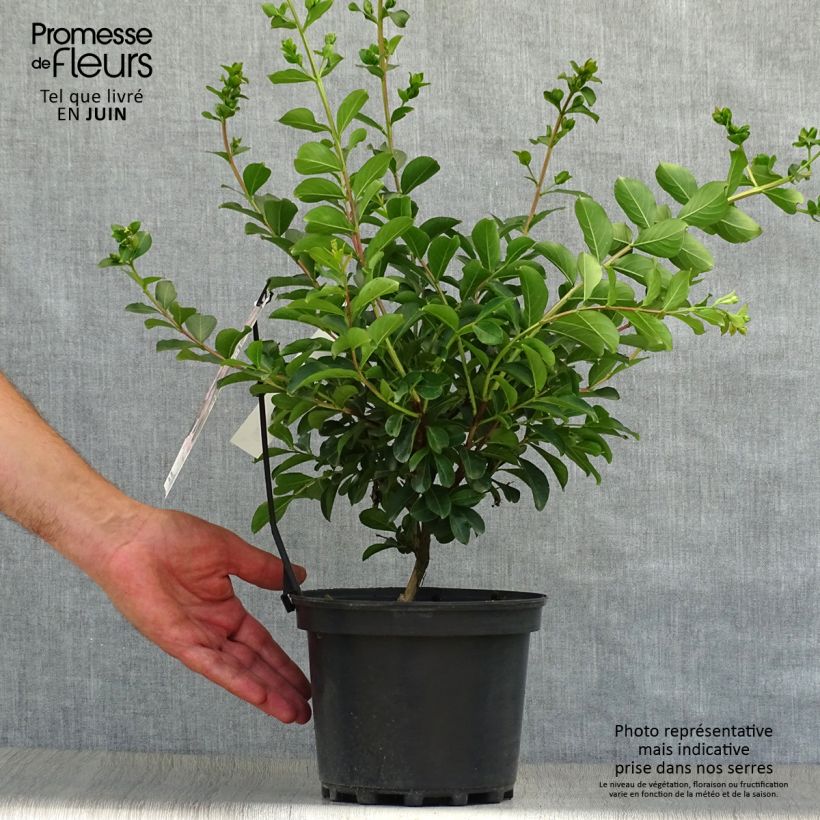 Esemplare di Lagerstroemia Soir d'Eté - Mirto crespo Vaso da 3L/4L consegnato in estate