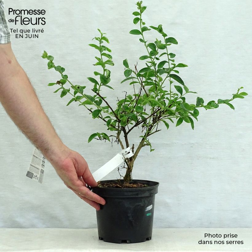 Esemplare di Lagerstroemia Souvenir d'Hubert Puard - Mirto crespo Vaso da 3L/4L consegnato in estate