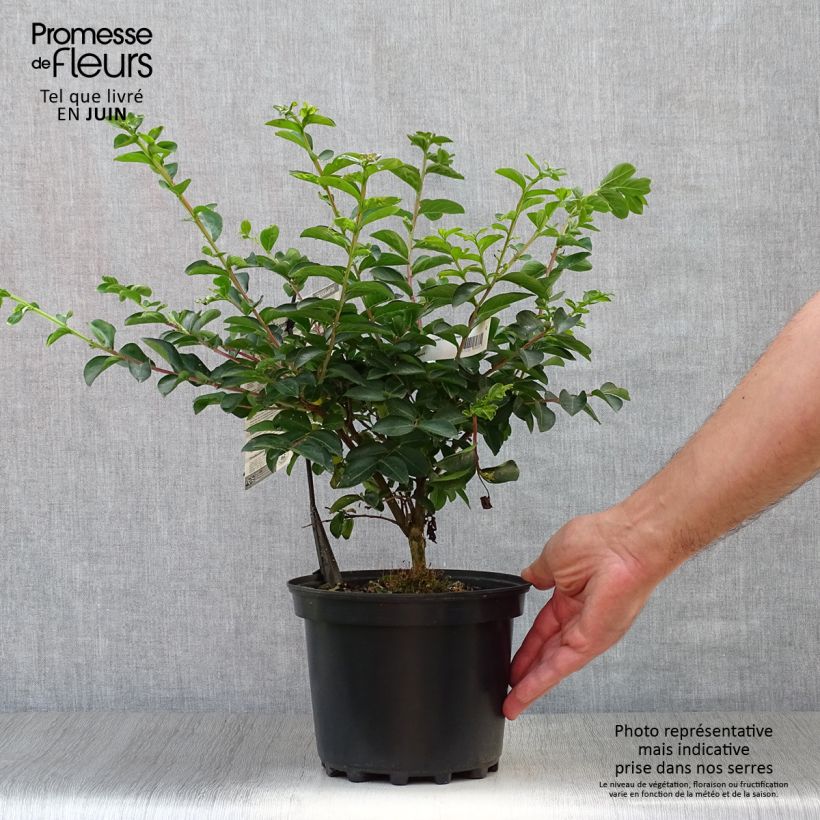 Esemplare di Lagerstroemia Souvenir d'André Desmartis - Mirto crespo Vaso da 3L/4L consegnato in estate