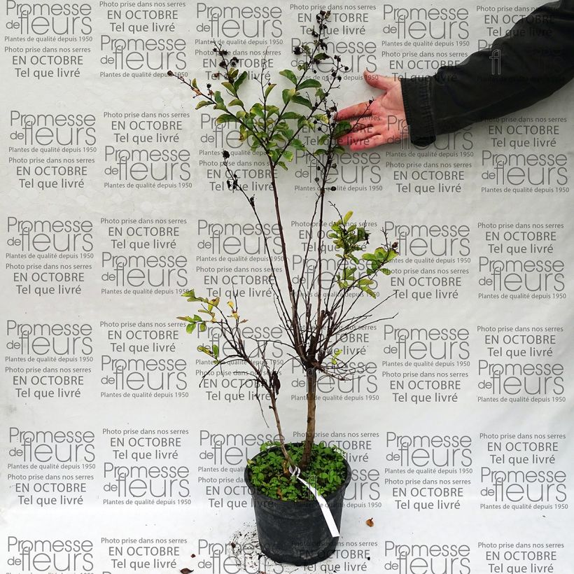 Esempio di esemplare Lagerstroemia Summer Beauty Hope - Mirto crespo Vaso da 3L/4L come consegnato