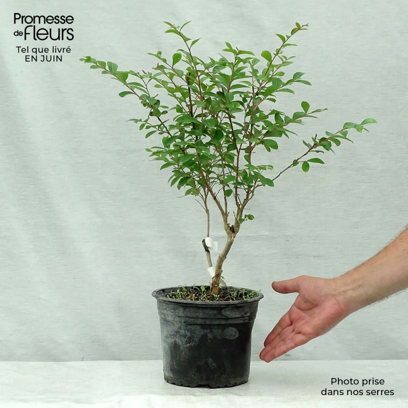 Esemplare di Lagerstroemia Summer Beauty Ozark Spring - Mirto crespo Vaso da 3L/4L consegnato in estate