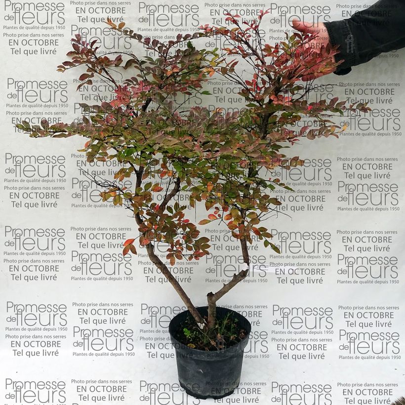 Esempio di esemplare Lagerstroemia Summer Charm Acoma - Mirto crespo Vaso da 3L/4LAltezza consegnata circa 40/50cm come consegnato