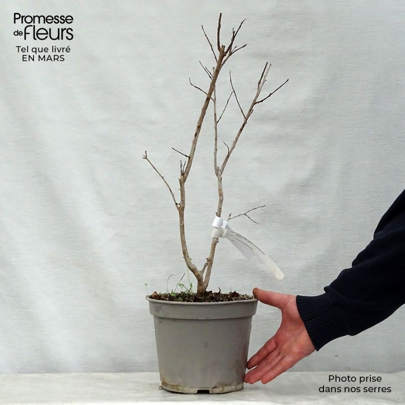 Lagerstroemia Summer Charm Arapaho - Mirto crespo Vaso da 3L/4L esemplare consegnato in primavera