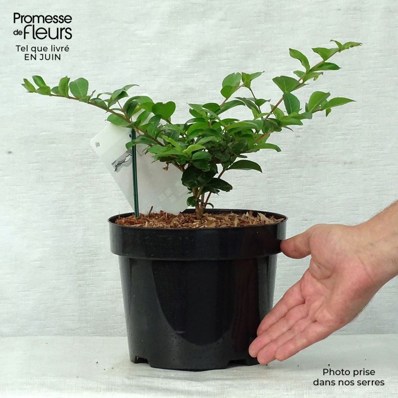 Esemplare di Lagerstroemia Summer Charm Tonto - Mirto crespo Vaso da 3L/4L consegnato in estate