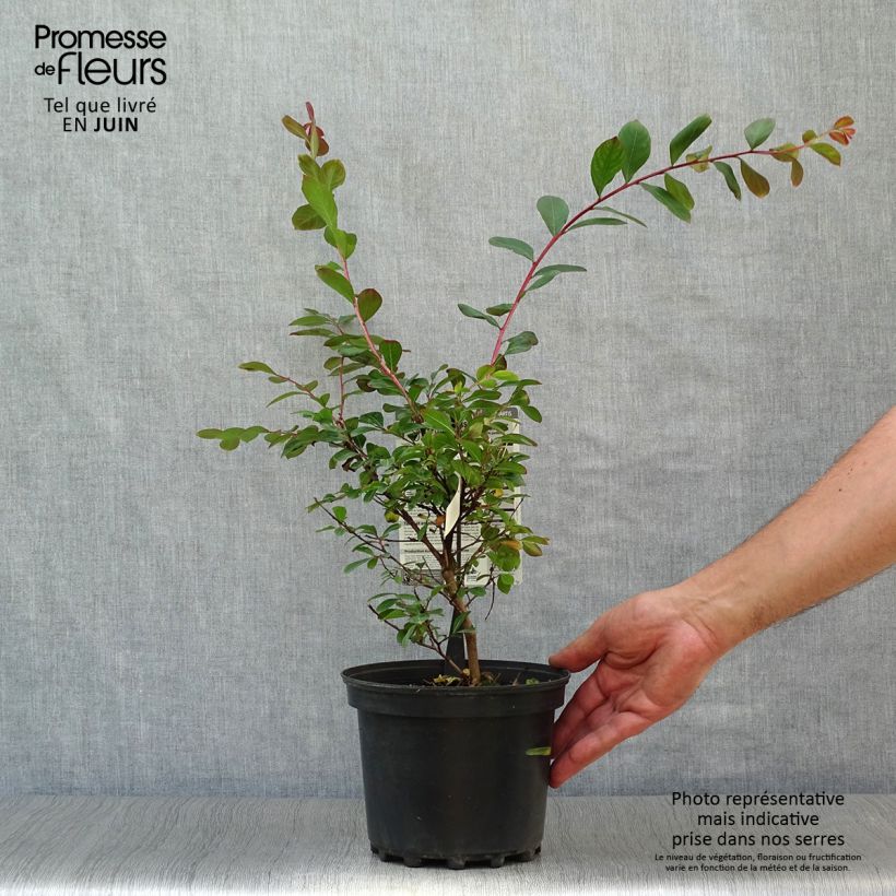 Esemplare di Lagerstroemia Terrasse Rouge - Mirto crespo Vaso da 3L/4L consegnato in estate