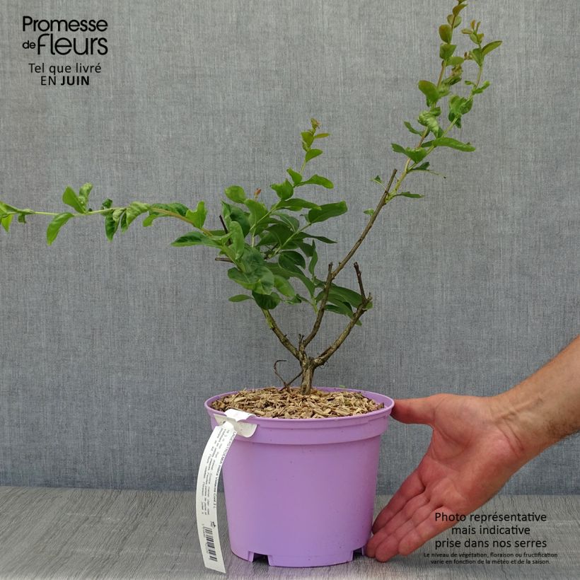 Esemplare di Lagerstroemia Violacea - Mirto crespo Vaso da 2L/3L consegnato in estate