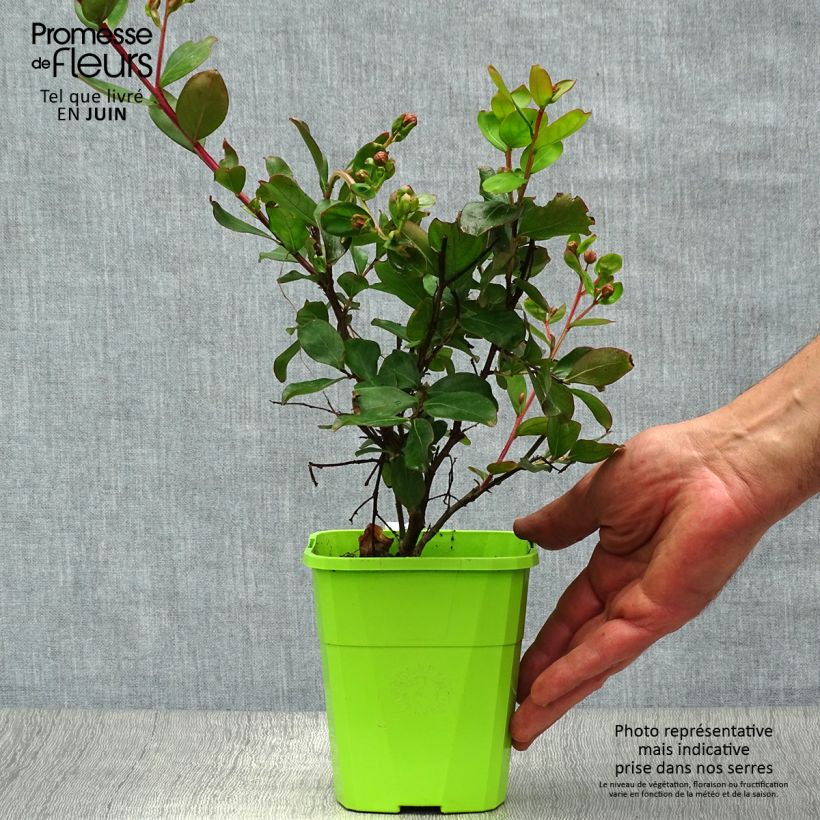 Esemplare di Lagerstroemia With Love Eternal - Mirto crespo Vaso da 3L/4L consegnato in estate