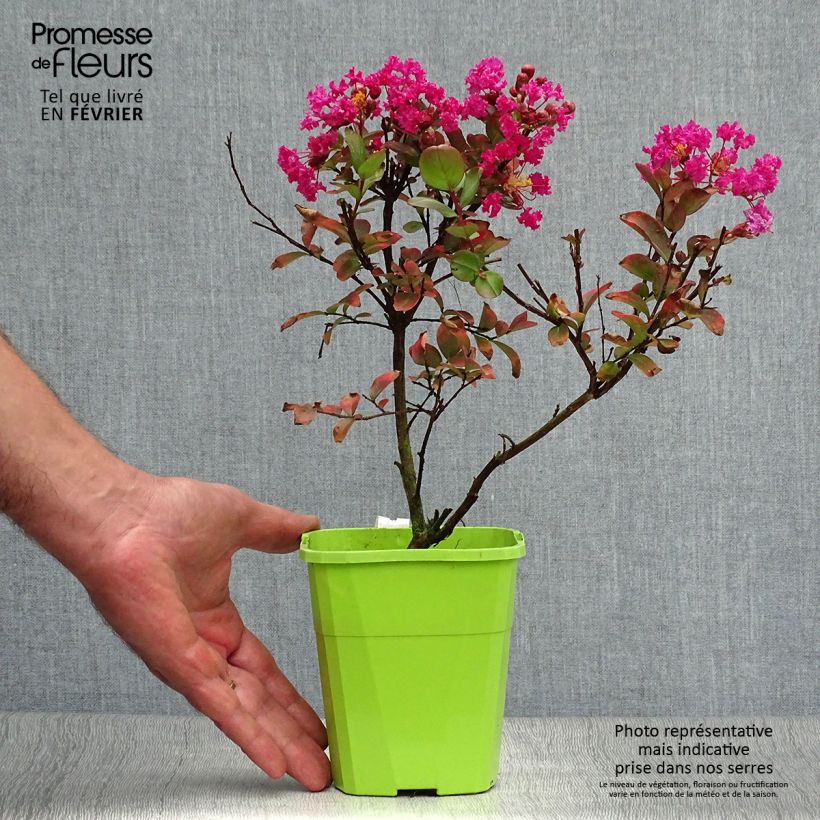 Esemplare di Lagerstroemia With Love Kiss - Mirto crespo Vaso da 3L/4L come consegnato in autunno