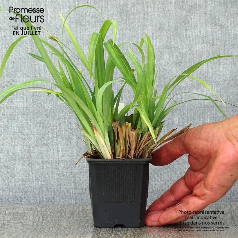 Esemplare di Carex laxiculmis Bunny Blue Vasetto da 8/9 cm consegnato in estate
