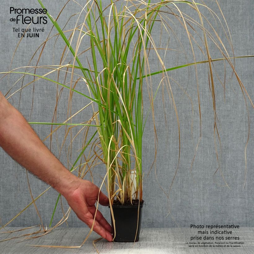 Esemplare di Carex riparia - Carice spondicola Vasetto da 8/9 cm consegnato in estate
