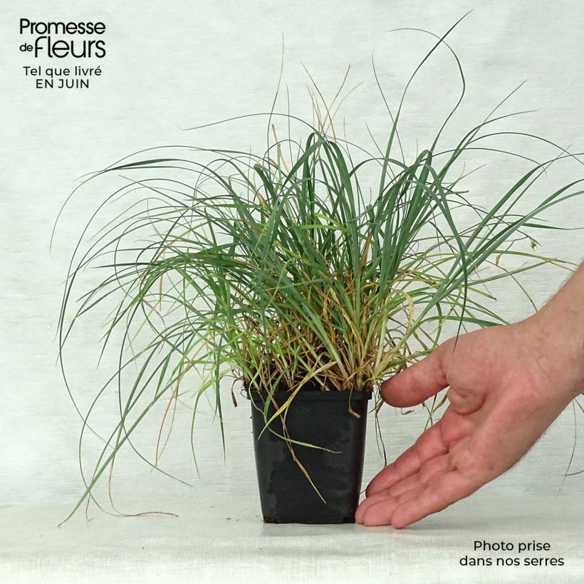 Esemplare di Carex panicea - Carice migliacea Vasetto da 8/9 cm consegnato in estate