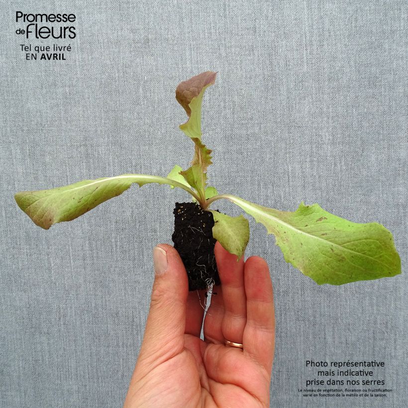 Lattuga Picholine zolla 4 cm x 4,5 cm esemplare consegnato in primavera