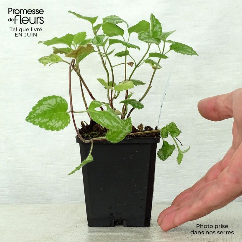 Esemplare di Lamium galeobdolon Florentinum Vasetto da 8/9 cm consegnato in estate