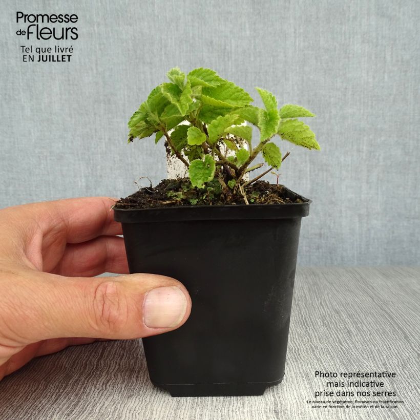Esemplare di Lamium galeobdolon - Falsa ortica gialla Vasetto da 8/9 cm consegnato in estate
