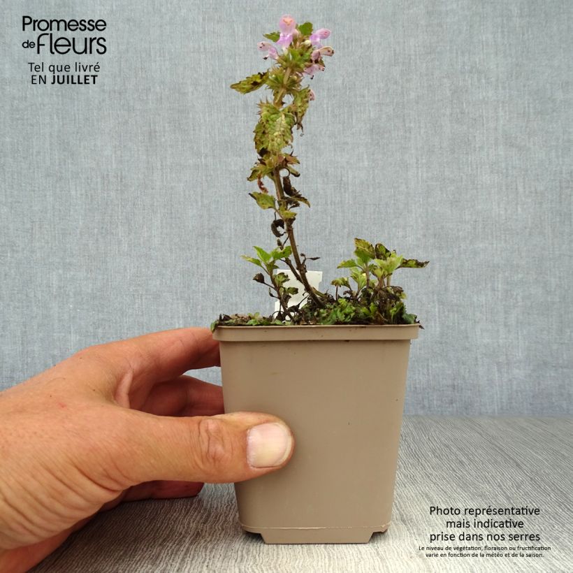 Esemplare di Lamium maculatum Anne Greenaway Vasetto da 8/9 cm consegnato in estate