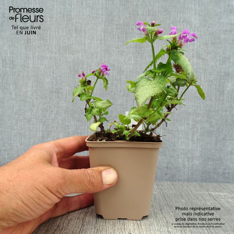 Esemplare di Lamium maculatum Beacon Silver Vasetto da 8/9 cm consegnato in estate