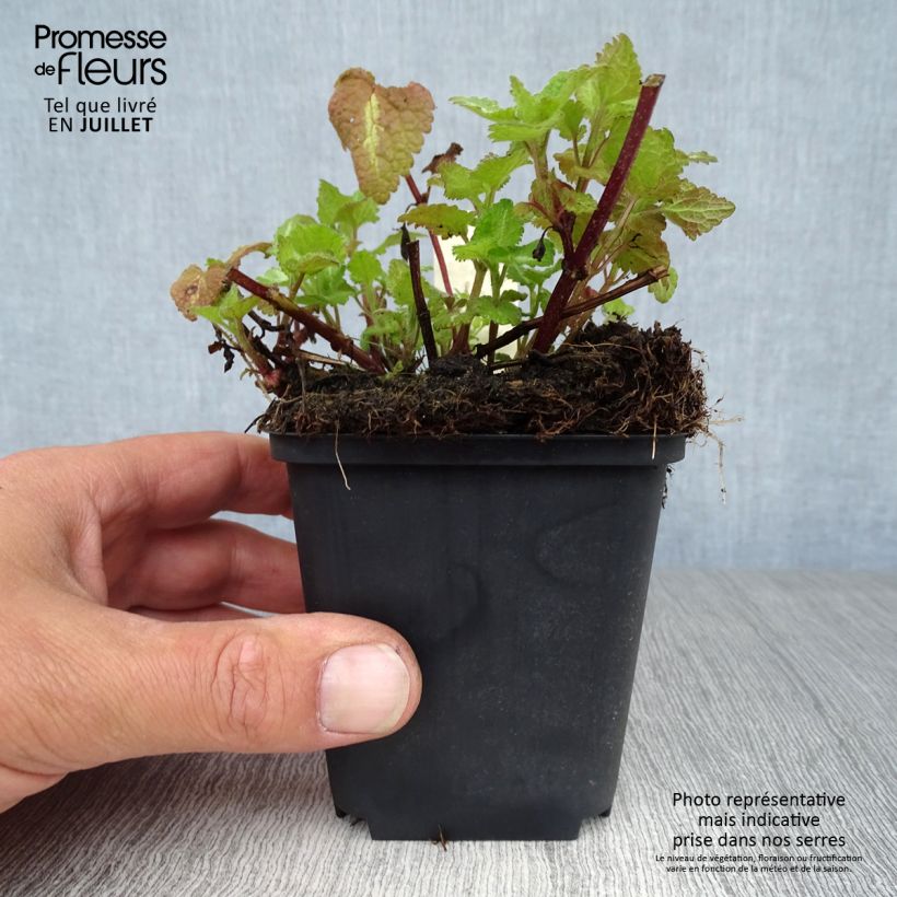 Esemplare di Lamium maculatum Chequers Vasetto da 8/9 cm consegnato in estate