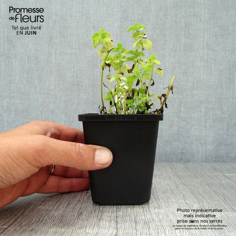 Esemplare di Lamium maculatum Pink Pewter Vasetto da 8/9 cm consegnato in estate