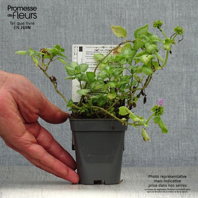 Esemplare di Lamium maculatum Red Nancy Vasetto da 8/9 cm consegnato in estate