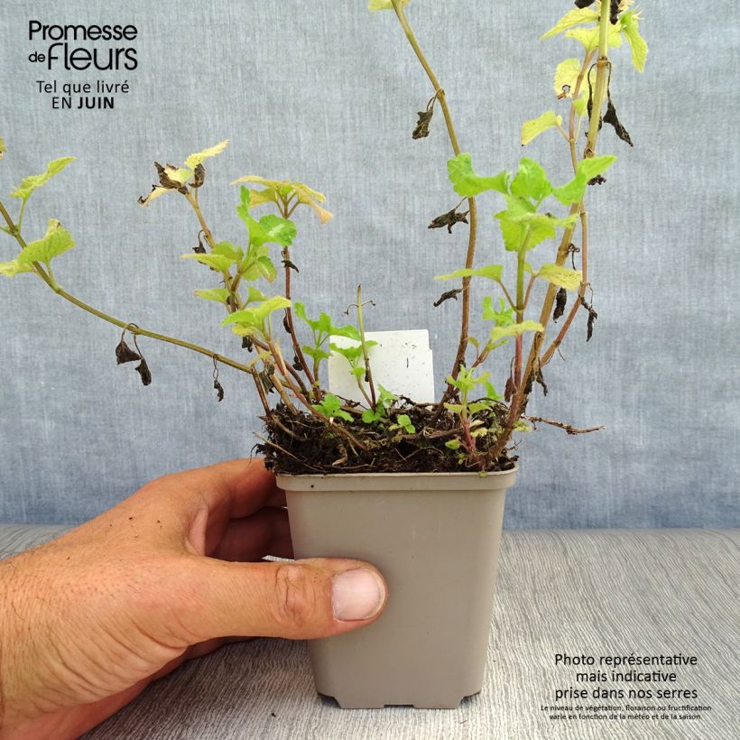 Esemplare di Lamium maculatum Roseum Vasetto da 8/9 cm consegnato in estate