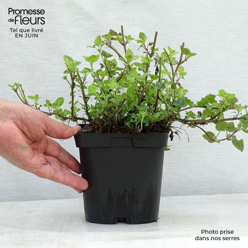 Esemplare di Lamium maculatum Shell Pink Vaso da 2L/3L consegnato in estate