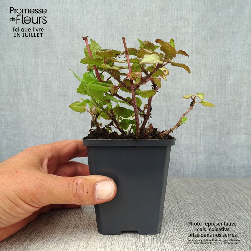 Esemplare di Lamium maculatum Silver Sterling Vasetto da 8/9 cm consegnato in estate