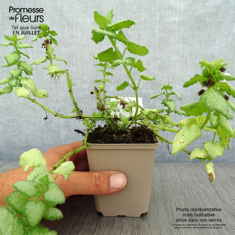 Esemplare di Lamium maculatum White Nancy Vasetto da 8/9 cm consegnato in estate