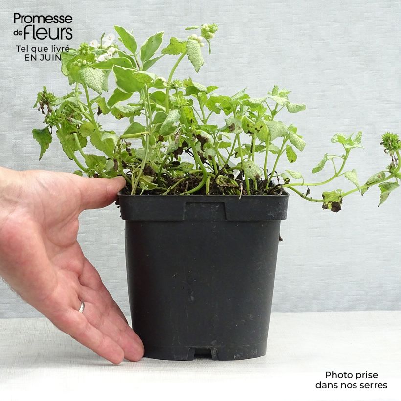 Esemplare di Lamium maculatum White Nancy Vaso da 2L/3L consegnato in estate