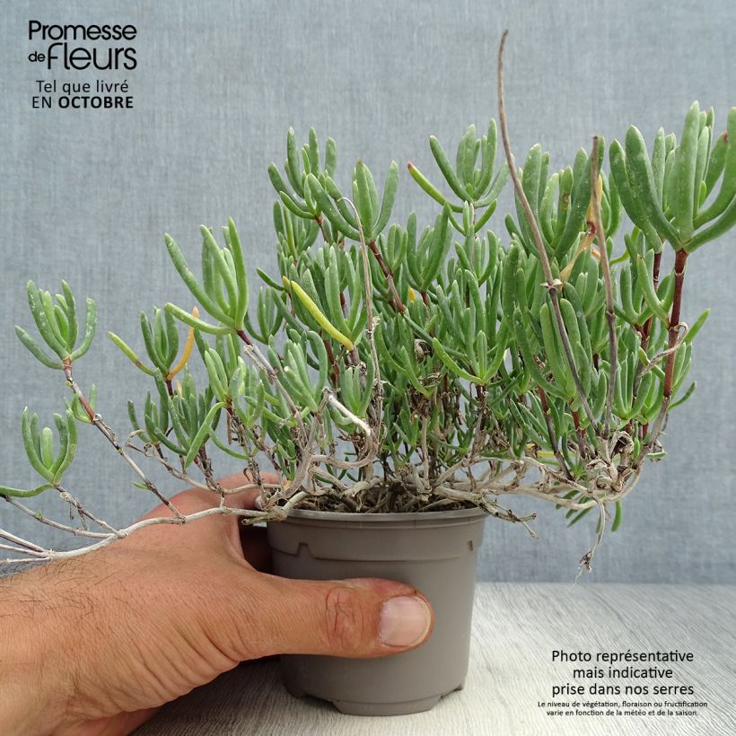 Esemplare di Lampranthus aurantiacus Fleurs roses Vasetto da 8/9 cm come consegnato in autunno