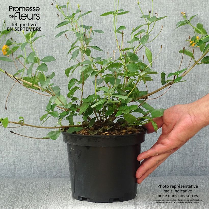 Esemplare di Lantana Chapel Hill Gold Vaso da 2L/3L come consegnato in autunno