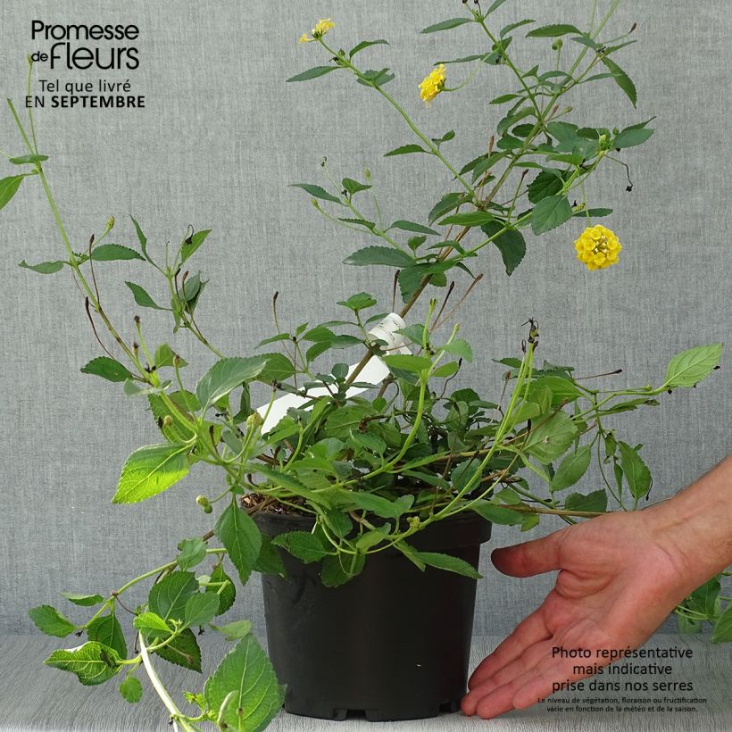 Esemplare di Lantana Chapel Hill Yellow Vaso da 2L/3L come consegnato in autunno