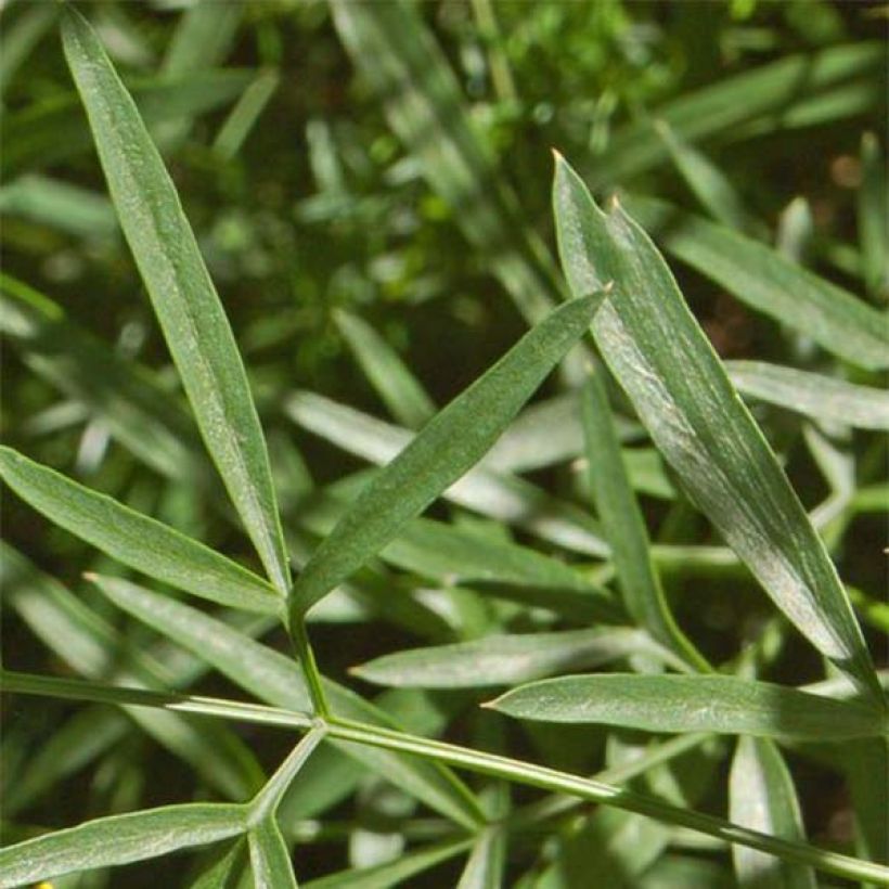 Laserpitium siler - Laserpizio sermontano (Fogliame)